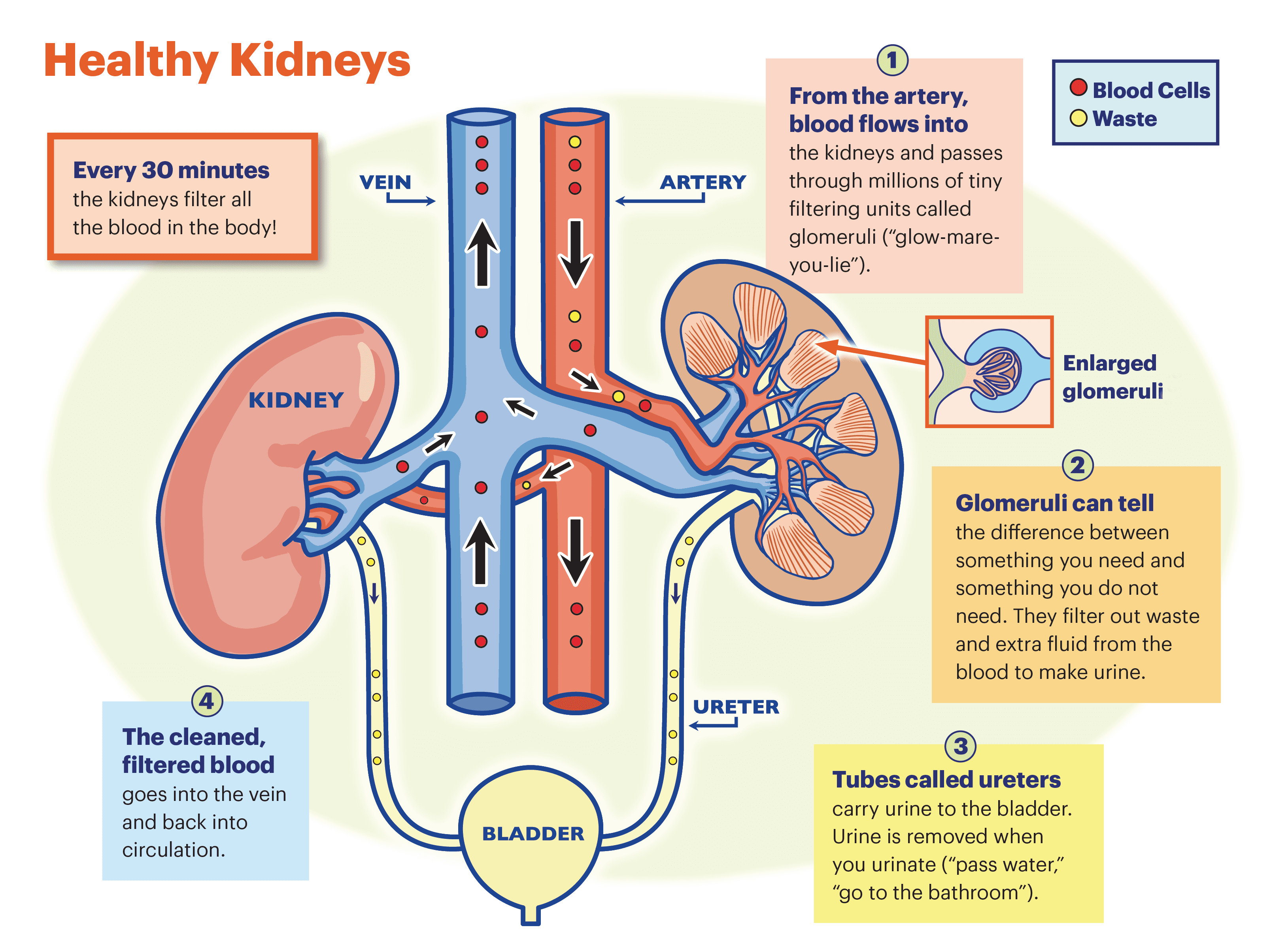 RFT (Renal Function Test)